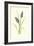 Grape Hyacinth-Frederick Edward Hulme-Framed Giclee Print