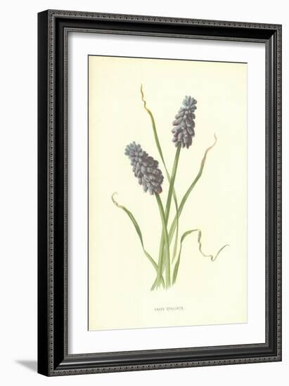 Grape Hyacinth-Frederick Edward Hulme-Framed Giclee Print