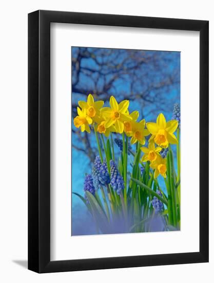 Grape hyacinths and Daffodils in flower, Norfolk, UK-Ernie Janes-Framed Photographic Print