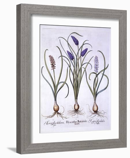 Grape Hyacinths, from 'Hortus Eystettensis', by Basil Besler (1561-1629), Pub. 1613 (Hand Coloured-German School-Framed Giclee Print