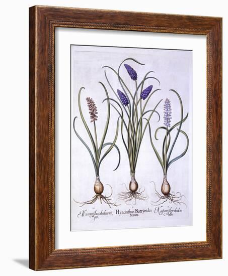 Grape Hyacinths, from 'Hortus Eystettensis', by Basil Besler (1561-1629), Pub. 1613 (Hand Coloured-German School-Framed Giclee Print