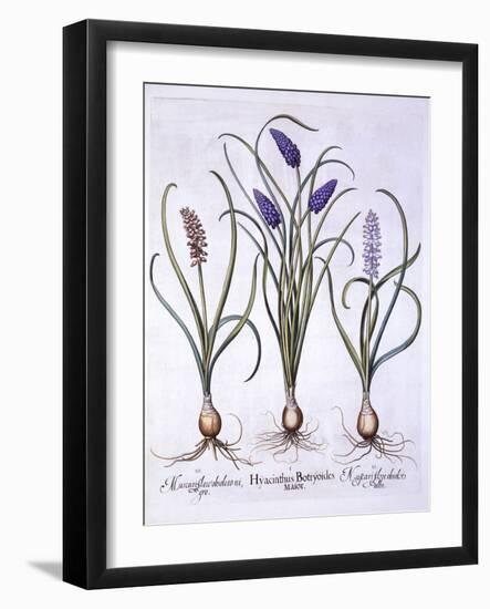 Grape Hyacinths, from 'Hortus Eystettensis', by Basil Besler (1561-1629), Pub. 1613 (Hand Coloured-German School-Framed Giclee Print