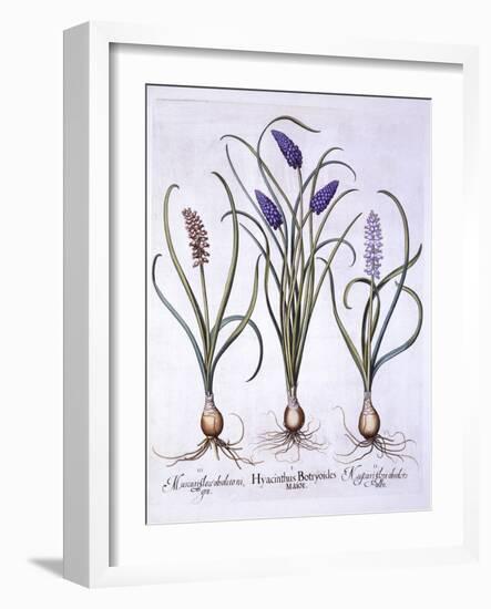 Grape Hyacinths, from 'Hortus Eystettensis', by Basil Besler (1561-1629), Pub. 1613 (Hand Coloured-German School-Framed Giclee Print