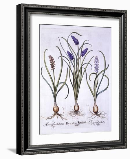 Grape Hyacinths, from 'Hortus Eystettensis', by Basil Besler (1561-1629), Pub. 1613 (Hand Coloured-German School-Framed Giclee Print