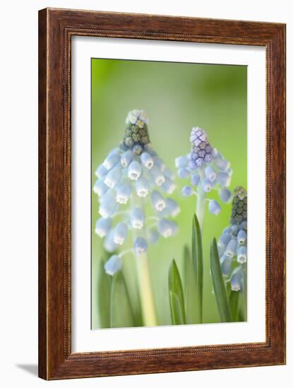 Grape Hyacinths (Muscari Aucheri)-Maria Mosolova-Framed Photographic Print