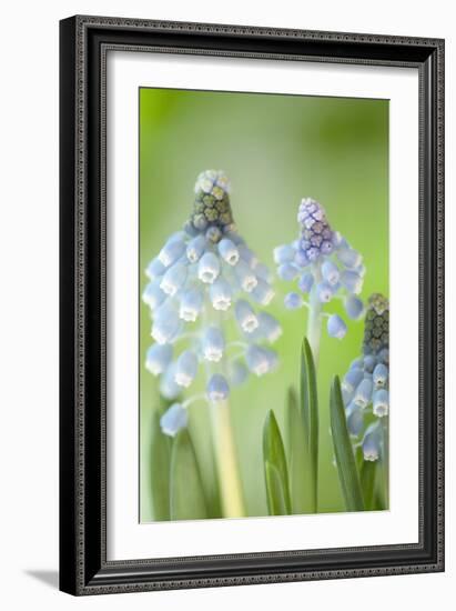 Grape Hyacinths (Muscari Aucheri)-Maria Mosolova-Framed Photographic Print