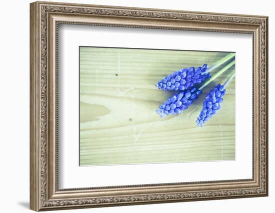 Grape Hyacinths, Muscari on a Wooden Ground-Petra Daisenberger-Framed Photographic Print