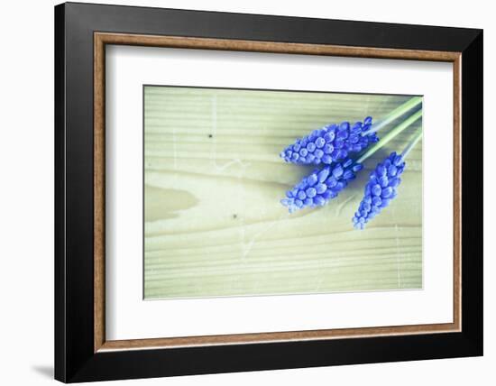 Grape Hyacinths, Muscari on a Wooden Ground-Petra Daisenberger-Framed Photographic Print