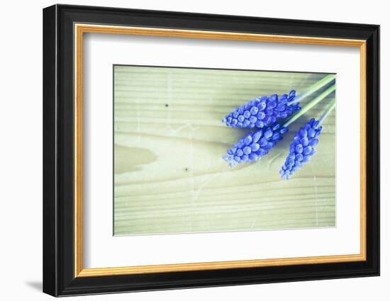 Grape Hyacinths, Muscari on a Wooden Ground-Petra Daisenberger-Framed Photographic Print