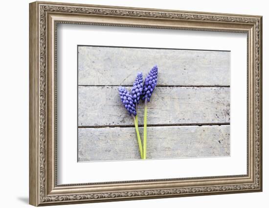 Grape Hyacinths Muscari on a Wooden Ground-Petra Daisenberger-Framed Photographic Print