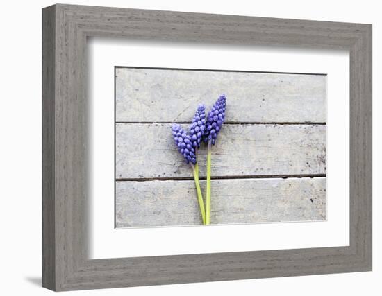 Grape Hyacinths Muscari on a Wooden Ground-Petra Daisenberger-Framed Photographic Print