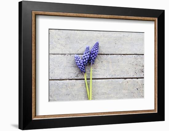 Grape Hyacinths Muscari on a Wooden Ground-Petra Daisenberger-Framed Photographic Print