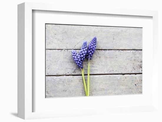 Grape Hyacinths Muscari on a Wooden Ground-Petra Daisenberger-Framed Photographic Print