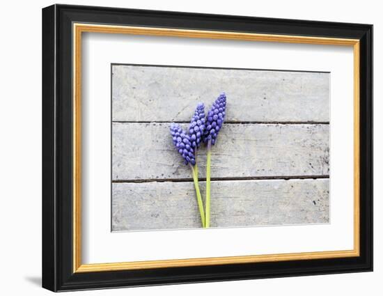 Grape Hyacinths Muscari on a Wooden Ground-Petra Daisenberger-Framed Photographic Print