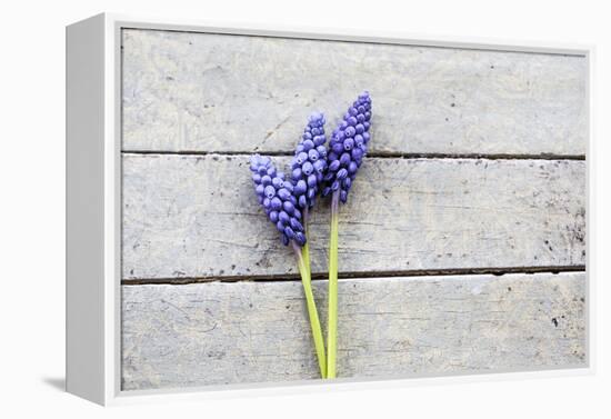 Grape Hyacinths Muscari on a Wooden Ground-Petra Daisenberger-Framed Premier Image Canvas