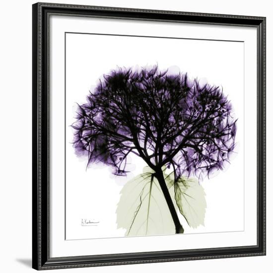 Grape Hydrangea-Albert Koetsier-Framed Premium Giclee Print
