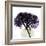 Grape Hydrangea-Albert Koetsier-Framed Premium Giclee Print