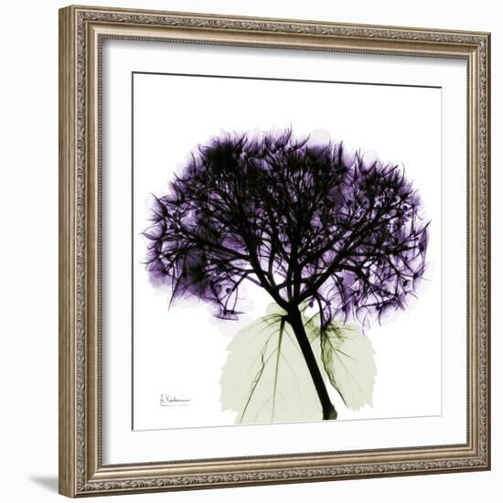 Grape Hydrangea-Albert Koetsier-Framed Premium Giclee Print