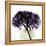 Grape Hydrangea-Albert Koetsier-Framed Stretched Canvas