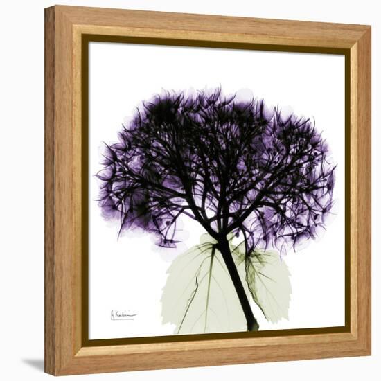 Grape Hydrangea-Albert Koetsier-Framed Stretched Canvas