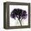 Grape Hydrangea-Albert Koetsier-Framed Stretched Canvas