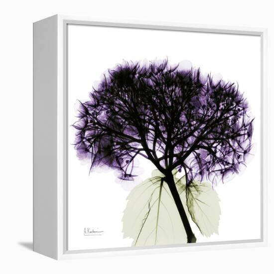 Grape Hydrangea-Albert Koetsier-Framed Stretched Canvas