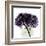 Grape Hydrangea-Albert Koetsier-Framed Art Print