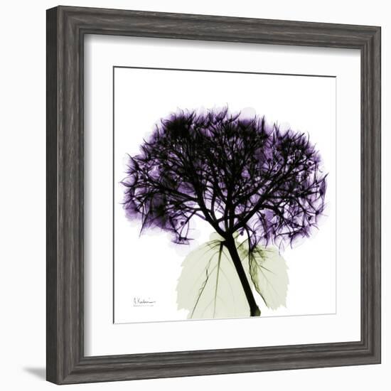 Grape Hydrangea-Albert Koetsier-Framed Art Print