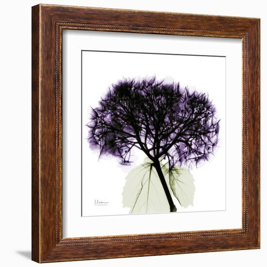 Grape Hydrangea-Albert Koetsier-Framed Art Print