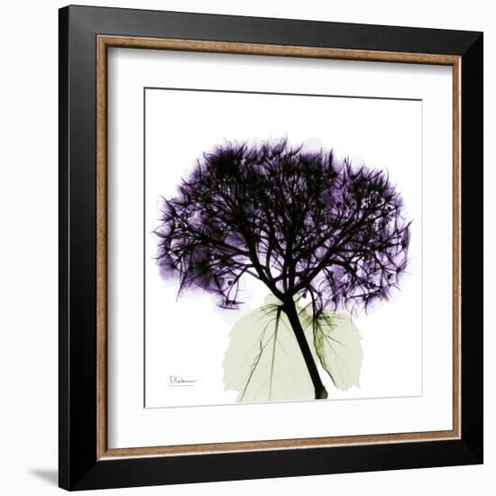 Grape Hydrangea-Albert Koetsier-Framed Art Print