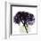 Grape Hydrangea-Albert Koetsier-Framed Art Print