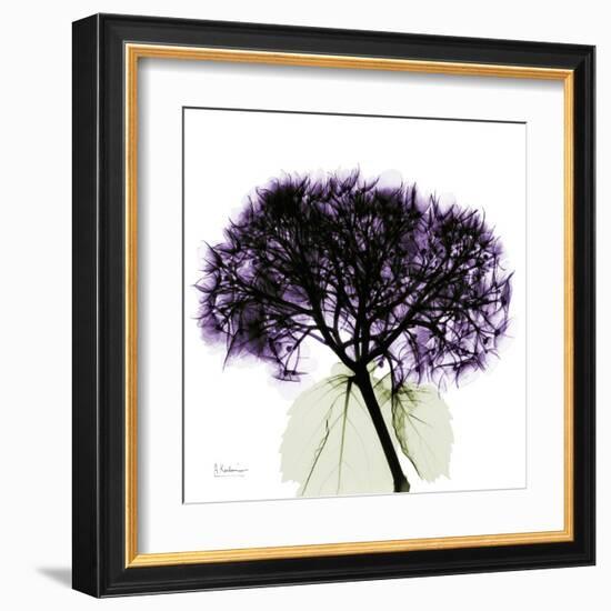 Grape Hydrangea-Albert Koetsier-Framed Art Print