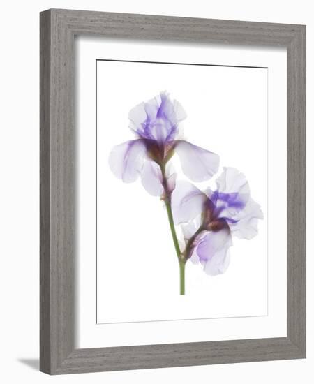 Grape Iris-Judy Stalus-Framed Art Print