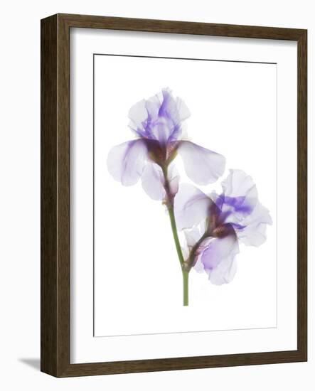 Grape Iris-Judy Stalus-Framed Art Print