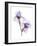 Grape Iris-Judy Stalus-Framed Art Print
