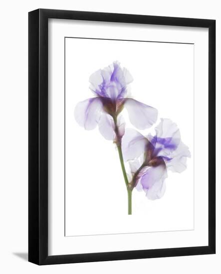 Grape Iris-Judy Stalus-Framed Art Print