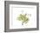 Grape Leaves and Tendrils, X-ray-Koetsier Albert-Framed Photographic Print