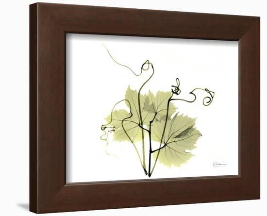 Grape Leaves and Tendrils, X-ray-Koetsier Albert-Framed Photographic Print