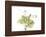 Grape Leaves and Tendrils, X-ray-Koetsier Albert-Framed Photographic Print