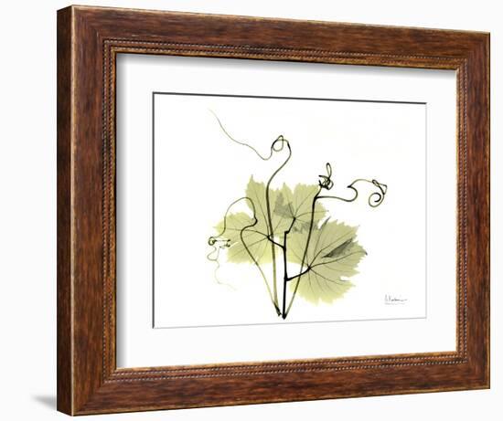 Grape Leaves and Tendrils, X-ray-Koetsier Albert-Framed Photographic Print