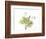 Grape Leaves and Tendrils, X-ray-Koetsier Albert-Framed Photographic Print