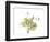 Grape Leaves and Tendrils, X-ray-Koetsier Albert-Framed Photographic Print