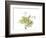 Grape Leaves and Tendrils, X-ray-Koetsier Albert-Framed Photographic Print