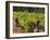 Grape Pickers at a Winery Vineyard in Region of Margaret River, Western Australia-Robert Francis-Framed Photographic Print