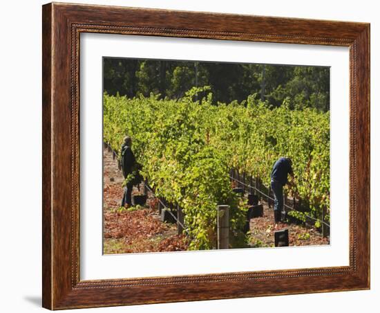 Grape Pickers at a Winery Vineyard in Region of Margaret River, Western Australia-Robert Francis-Framed Photographic Print