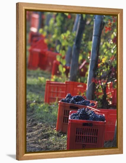 Grape Picking in Renato Ratti Vineyard, Piedmont, Italy-Armin Faber-Framed Premier Image Canvas