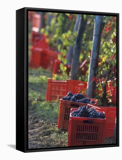 Grape Picking in Renato Ratti Vineyard, Piedmont, Italy-Armin Faber-Framed Premier Image Canvas