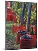 Grape Picking in Renato Ratti Vineyard, Piedmont, Italy-Armin Faber-Mounted Photographic Print