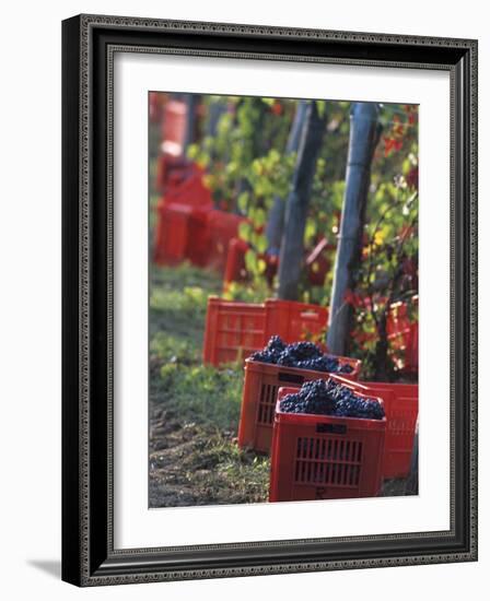 Grape Picking in Renato Ratti Vineyard, Piedmont, Italy-Armin Faber-Framed Photographic Print