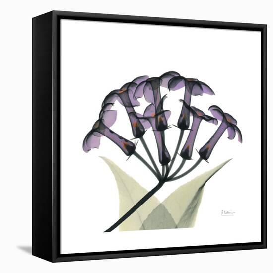 Grape Stephanotis-Albert Koetsier-Framed Stretched Canvas